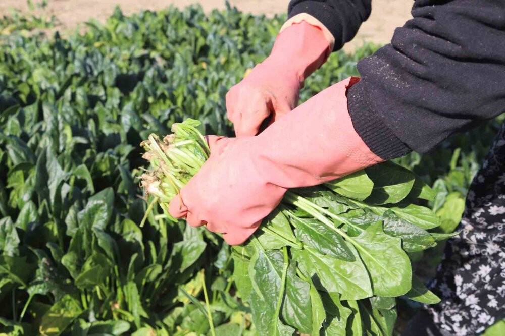 Ürünler hasat edilmeye başlandı: Tarlada 4 TL, pazarda 20 TL