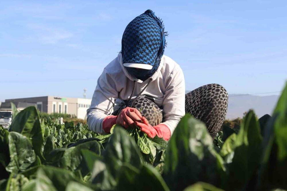 Ürünler hasat edilmeye başlandı: Tarlada 4 TL, pazarda 20 TL