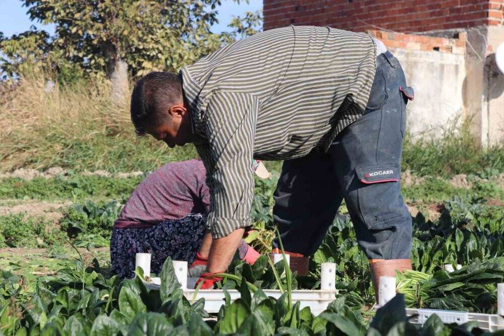 Ürünler hasat edilmeye başlandı: Tarlada 4 TL, pazarda 20 TL