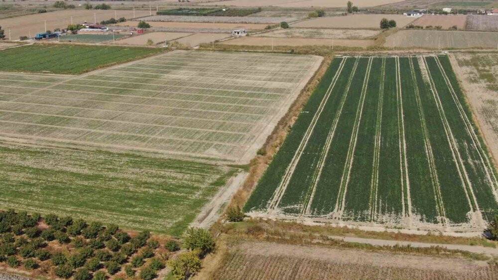 Ürünler hasat edilmeye başlandı: Tarlada 4 TL, pazarda 20 TL