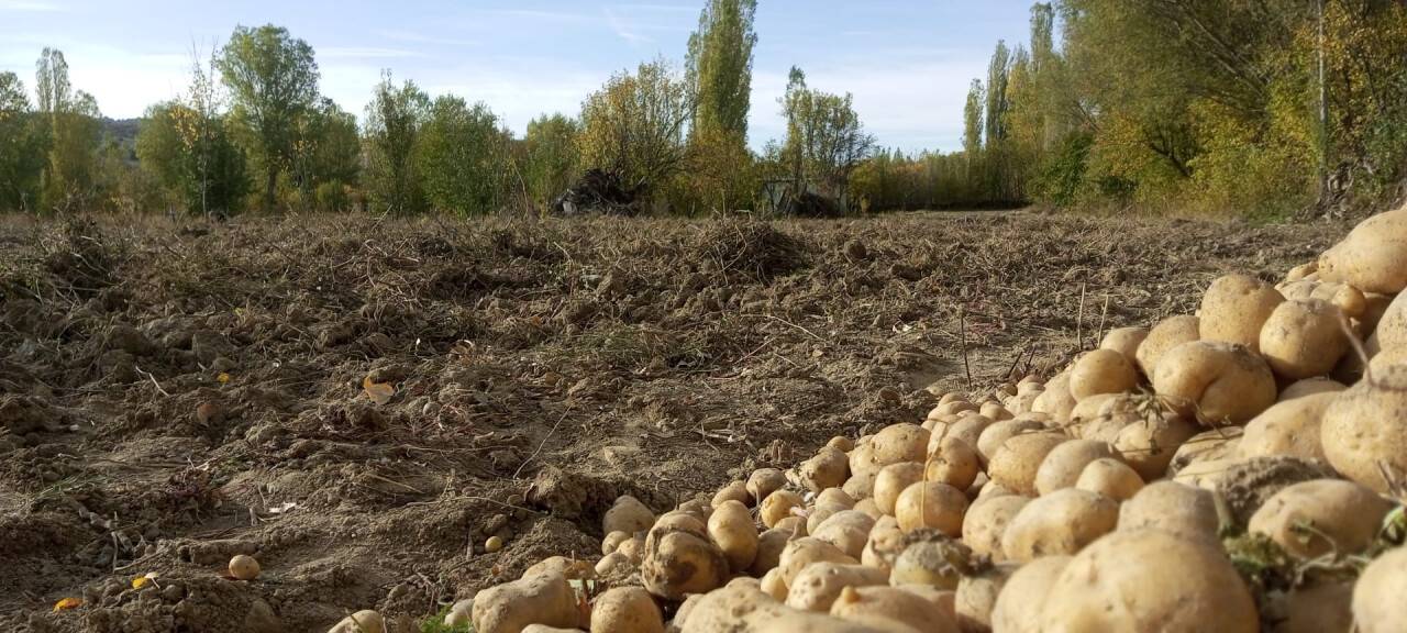konya-basara-patates-h3.jpg