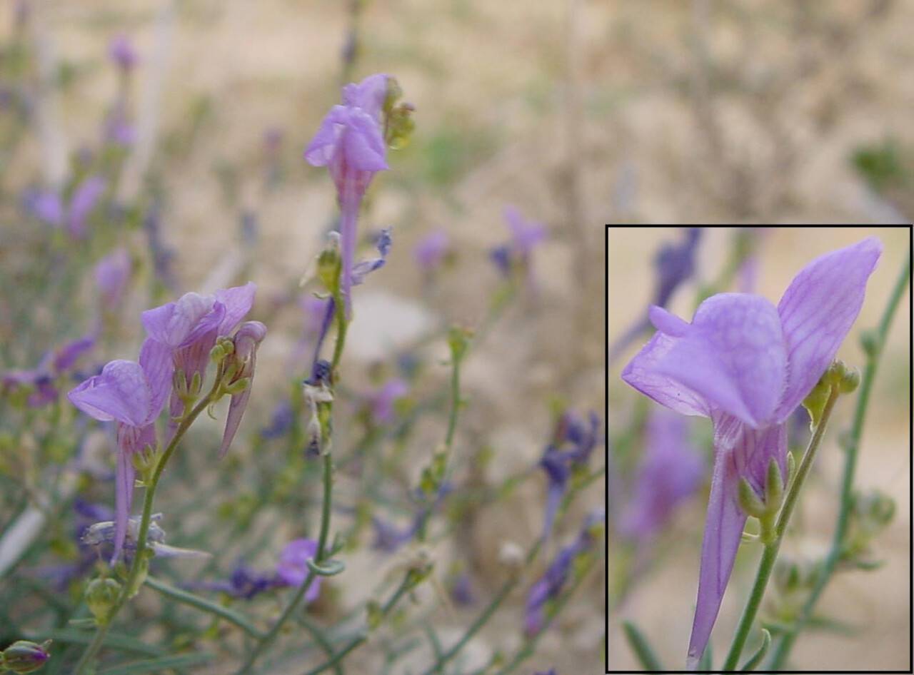 linaria-iconia.jpg