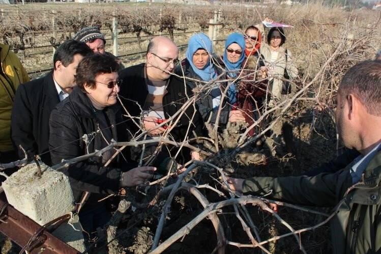 Uzmanlardan üzüm yetiştiricilerine uyarı