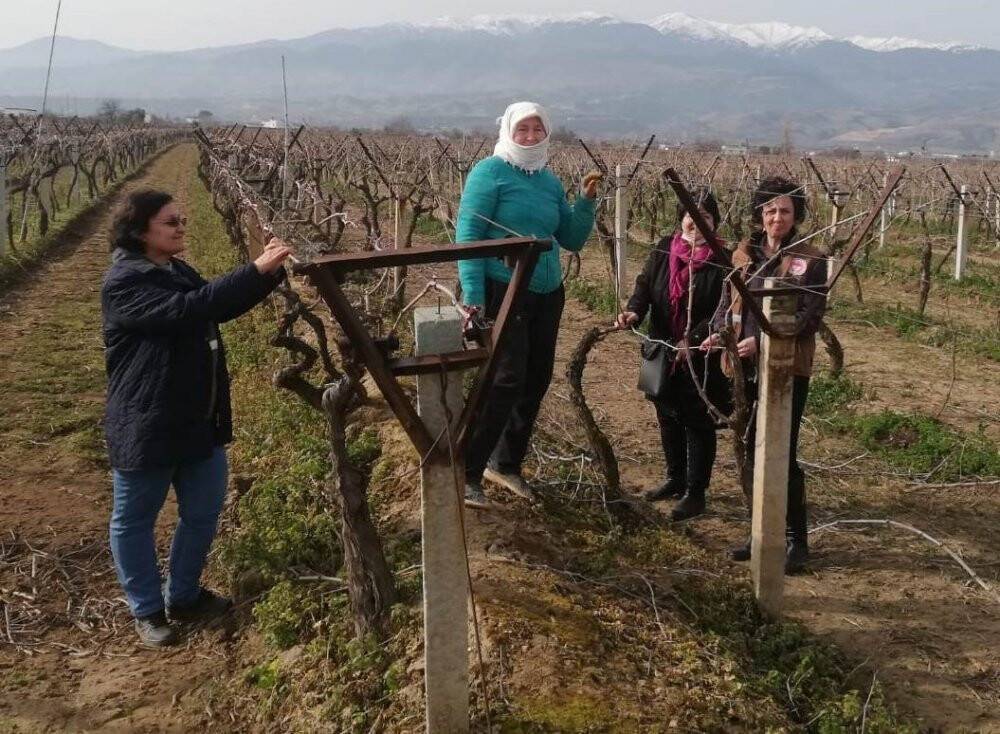 Uzmanlardan üzüm yetiştiricilerine uyarı