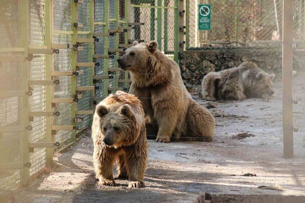 Kış uykusa yatamayan ayılardan havuz keyfi