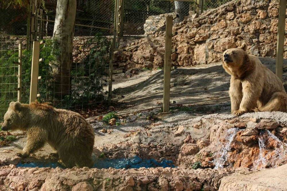 Kış uykusa yatamayan ayılardan havuz keyfi