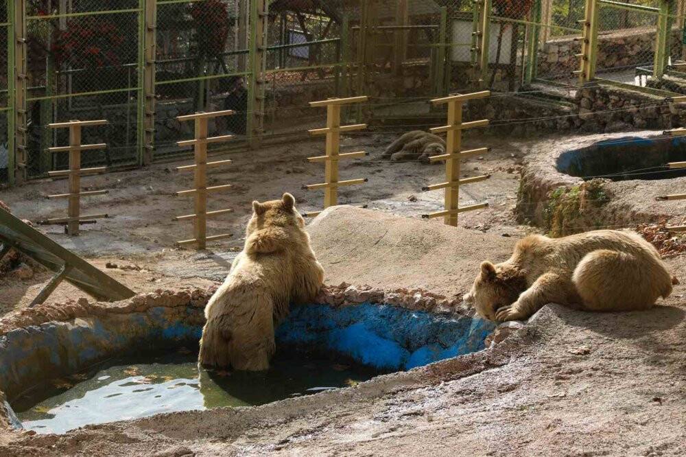 Kış uykusa yatamayan ayılardan havuz keyfi