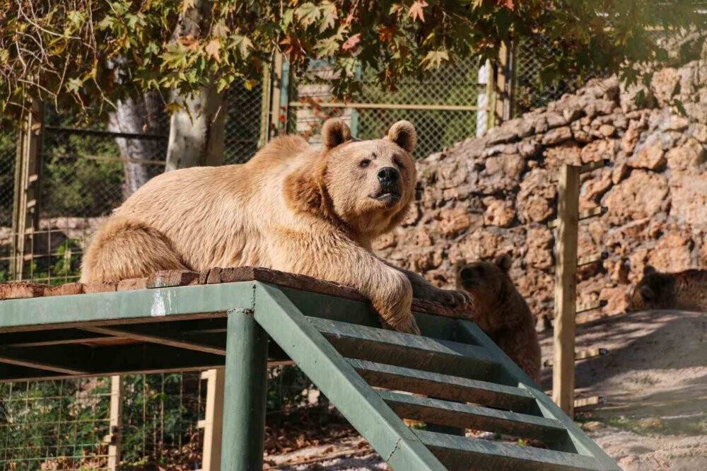 Kış uykusa yatamayan ayılardan havuz keyfi