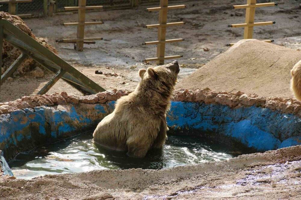 Kış uykusa yatamayan ayılardan havuz keyfi