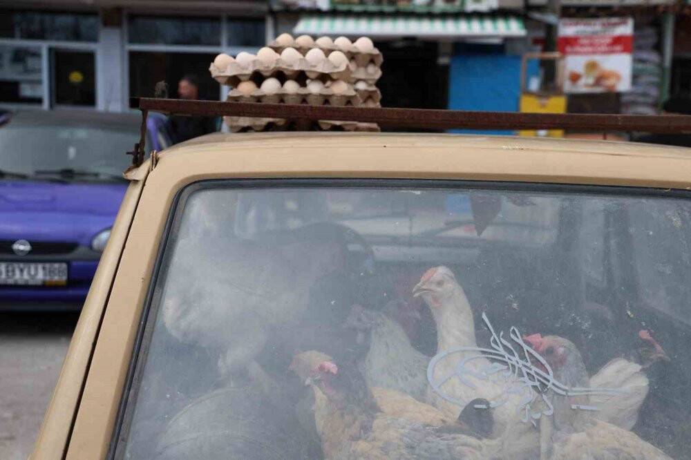 Gezen Tavuk: Tavukları otomobile bindirip gezdiriyor