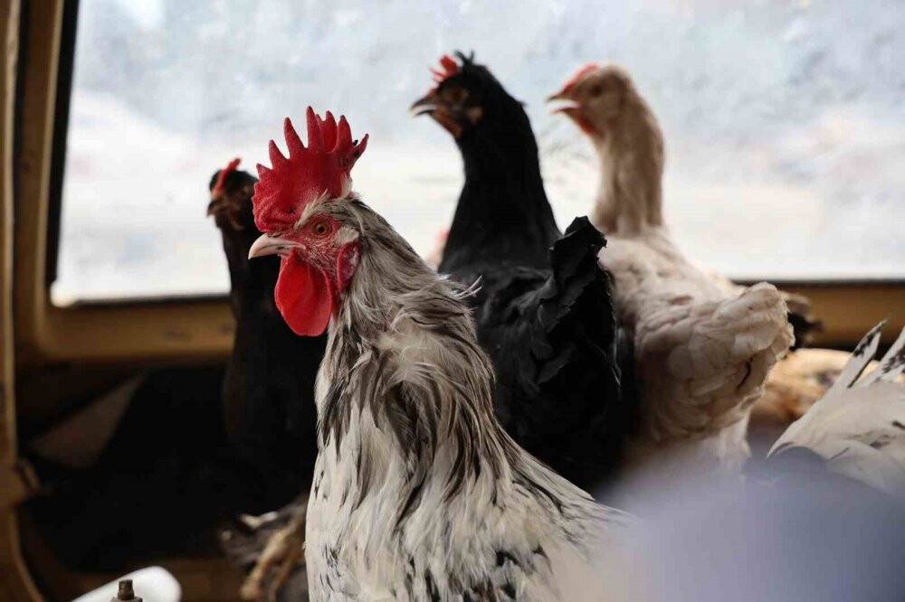 Gezen Tavuk: Tavukları otomobile bindirip gezdiriyor