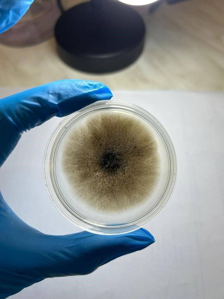 Ölümcül hastalık İstanbul’dan sonra Denizli’de tespit edildi