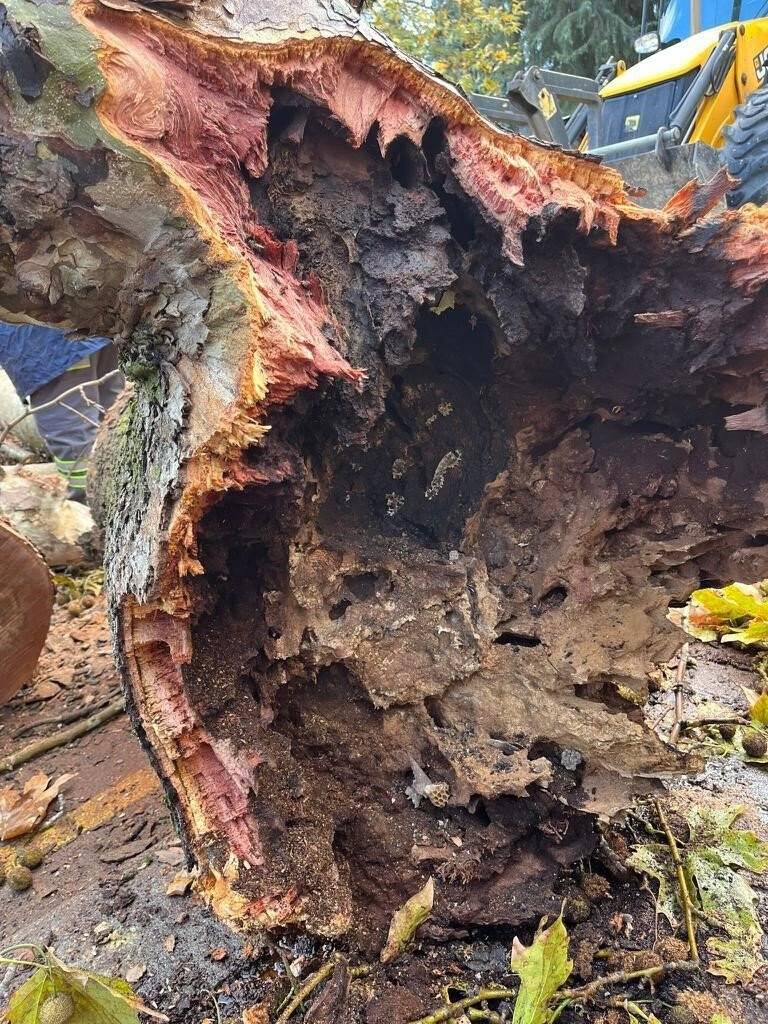 Ölümcül hastalık İstanbul’dan sonra Denizli’de tespit edildi