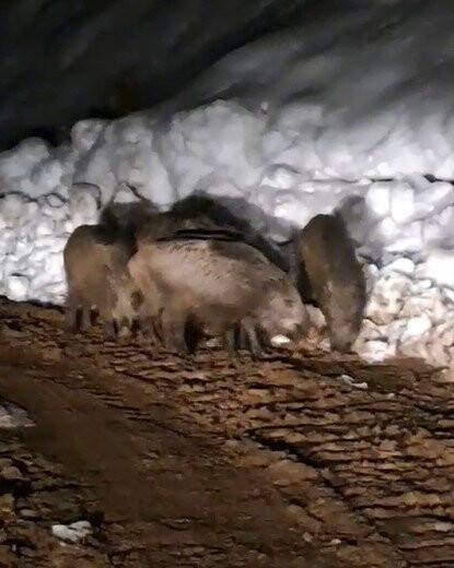 Yiyecek arayan domuz sürüsü köye indi