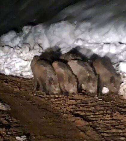 Yiyecek arayan domuz sürüsü köye indi