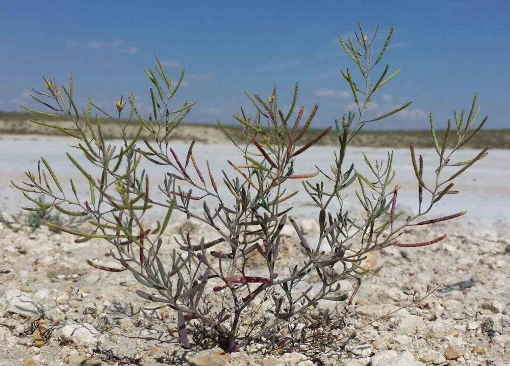 Tuz Gölünde de yetişiyor: İşte Alper Gezeravcı’nın uzaya götürdüğü bitki