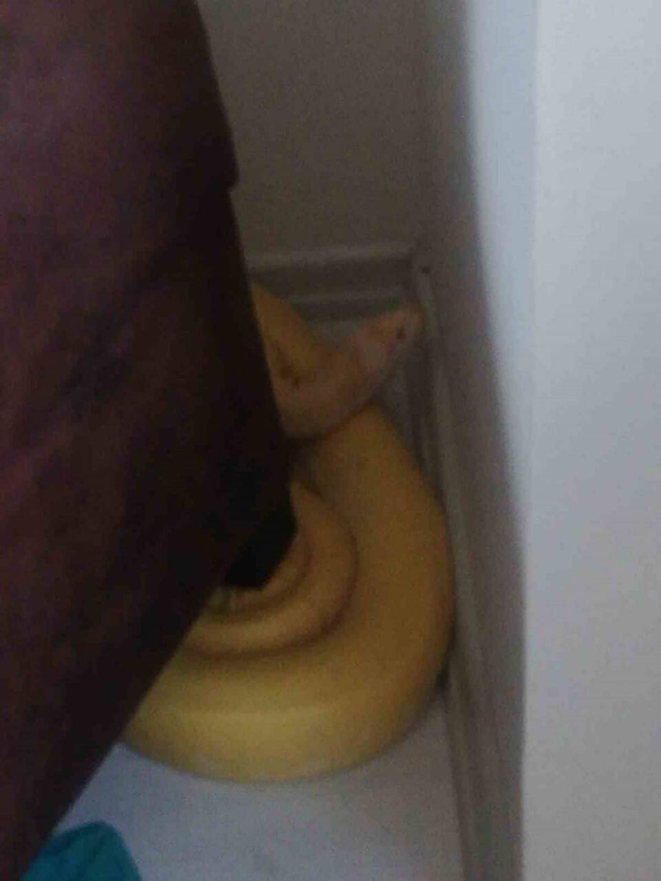 Antalya'da dev pitonu apartman dairesinde beslerken yakalandı