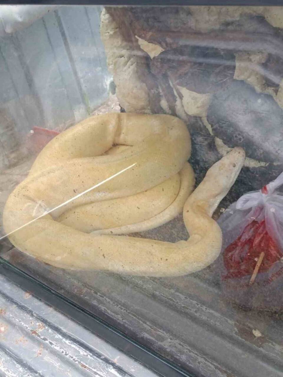 Antalya'da dev pitonu apartman dairesinde beslerken yakalandı