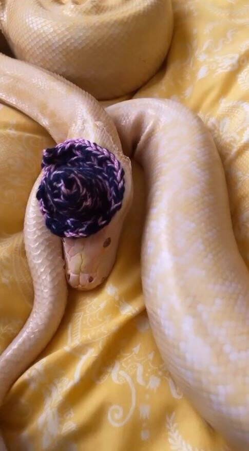 Antalya'da dev pitonu apartman dairesinde beslerken yakalandı