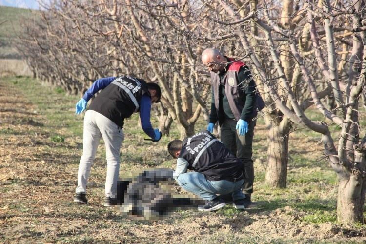 Karaman'da elma bahçesinde ölüm