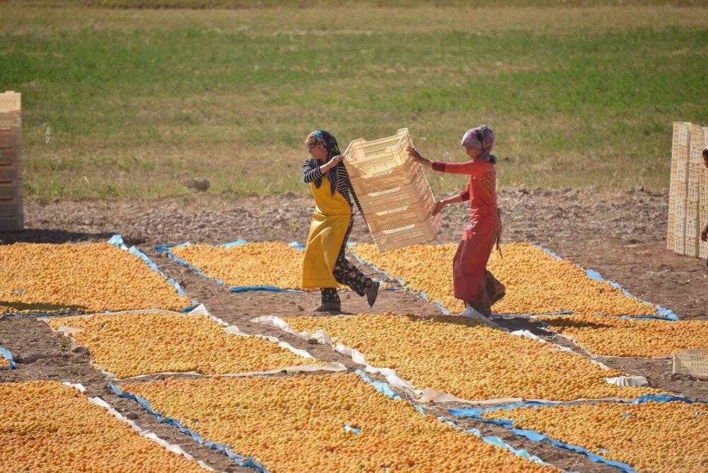 Kuru kayısı fiyatı et fiyatlarını ikiye katladı