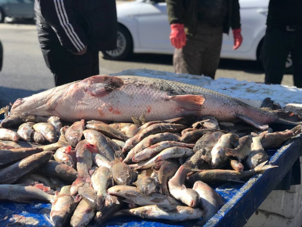 33 kiloluk dev balık tezgâhta alıcı buluyor