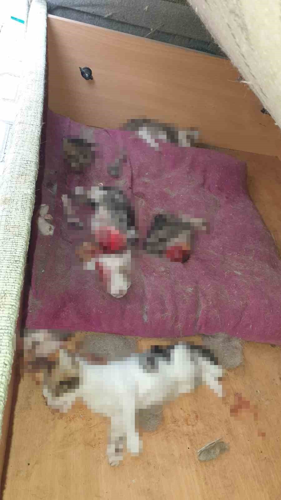 Kafası ve patileri koparılmış 6 yavru kedi ölüsü bulundu