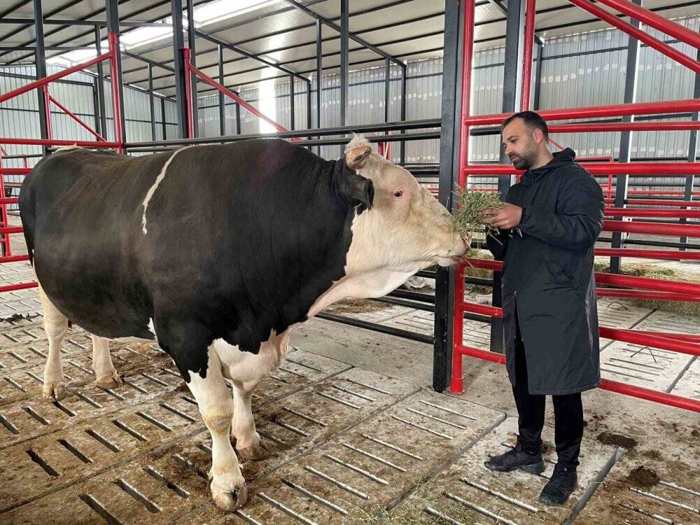 Bu tosunun fiyatı da ağırlığı da duyanları şaşırtıyor