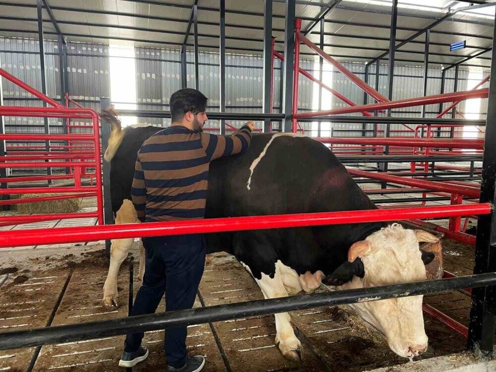 Bu tosunun fiyatı da ağırlığı da duyanları şaşırtıyor