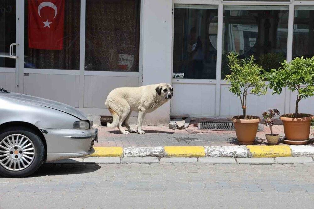 Kapadokya’da sokak köpekleri turizmi de etkiliyor
