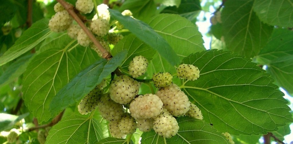 mulberry-tree-mulberry-features-of-cultivation-and-care-6.jpg