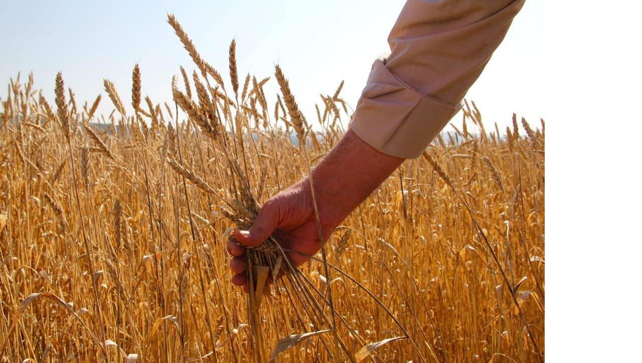 bugday-tarla-gorselleri-2.jpg