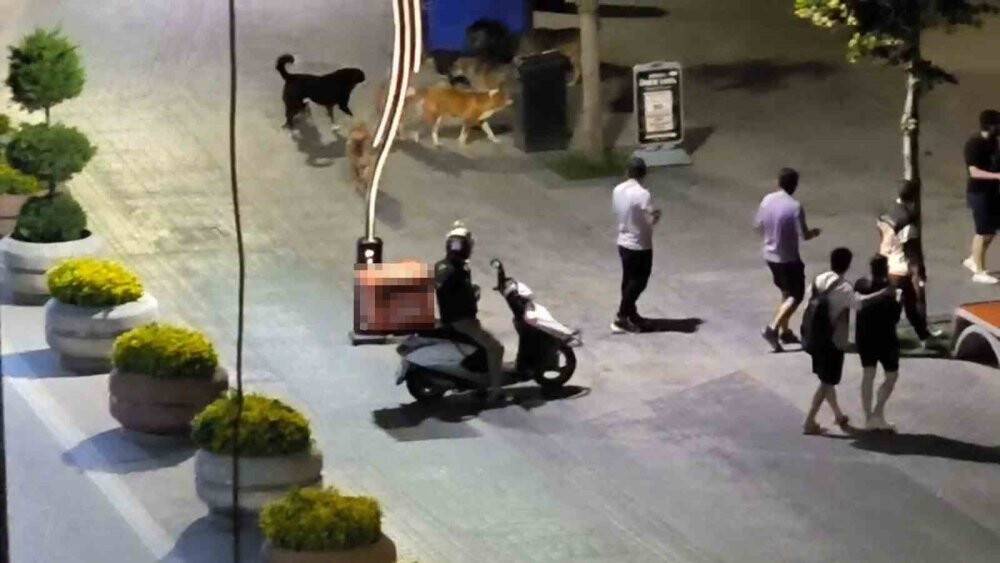 Köpekler birbirlerine saldırdı, vatandaşlar yoldan geçemedi