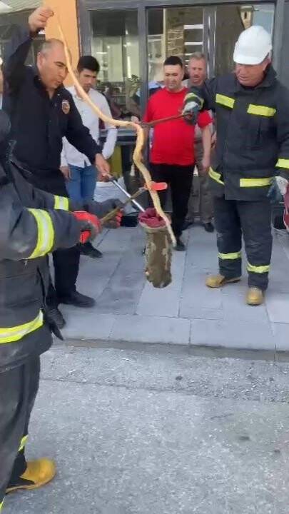 Konya'da park halindeki otomobilin altından yılan çıktı