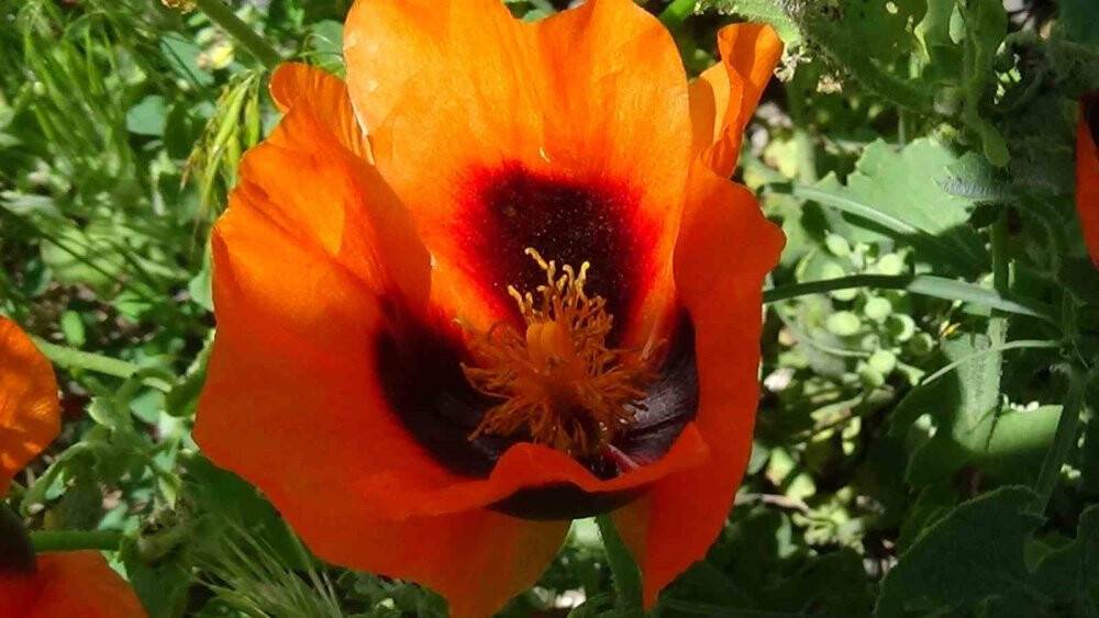 Kars’ta Haziran güzelliği