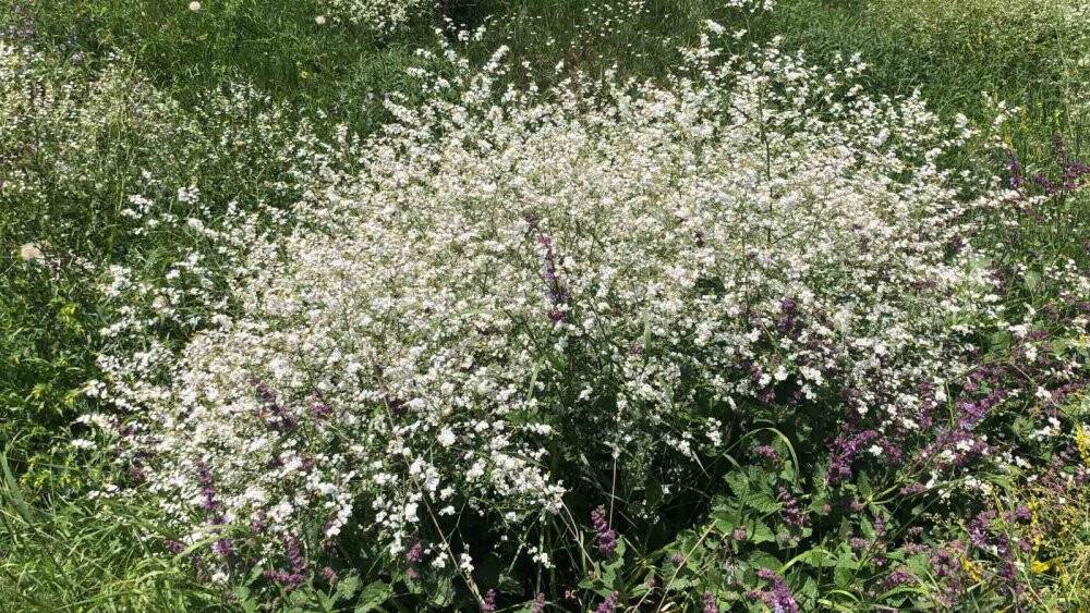 Kars’ta Haziran güzelliği