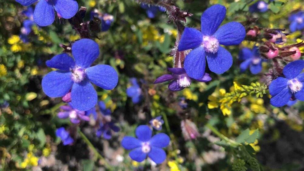 Kars’ta Haziran güzelliği
