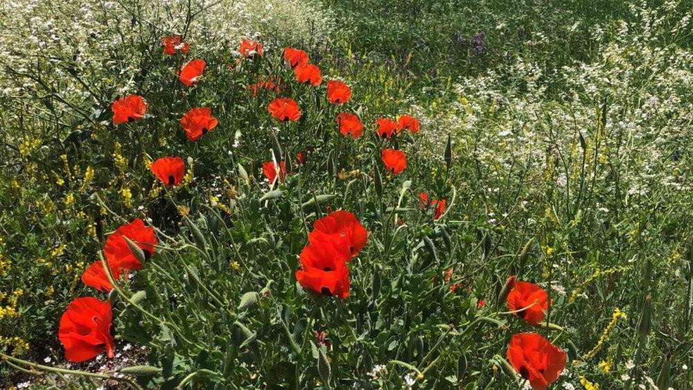 Kars’ta Haziran güzelliği