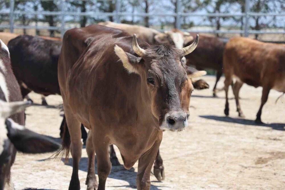 Konya'da ihtiyaç sahibi aileler için kurbanlıkların kesimine başlandı