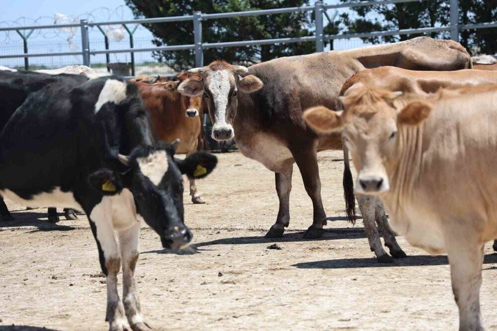 Konya'da ihtiyaç sahibi aileler için kurbanlıkların kesimine başlandı