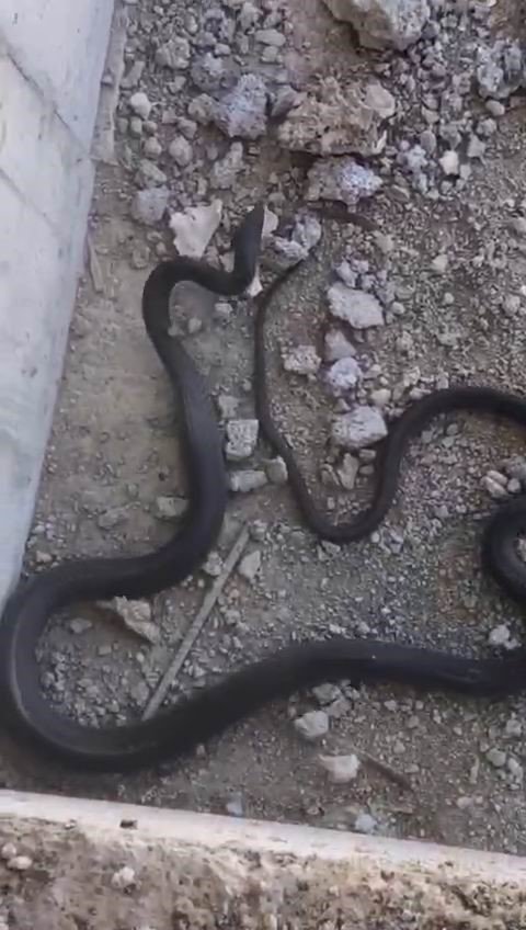 İnşattaki yılan görenleri şoke etti