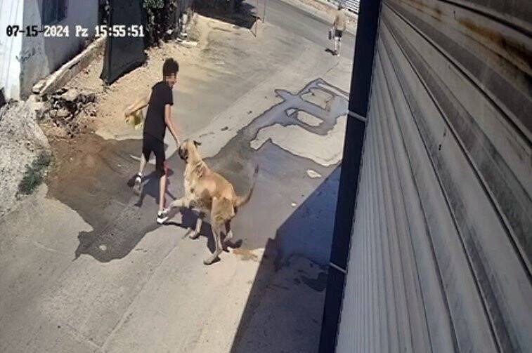 Köpeğe yiyecek verdi leini zor kurtardı!