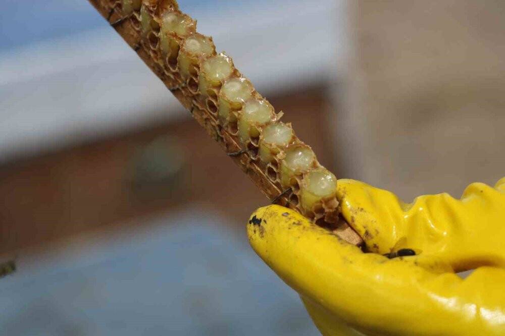 Binbir derde deva: Kilosu 25 bin lira!