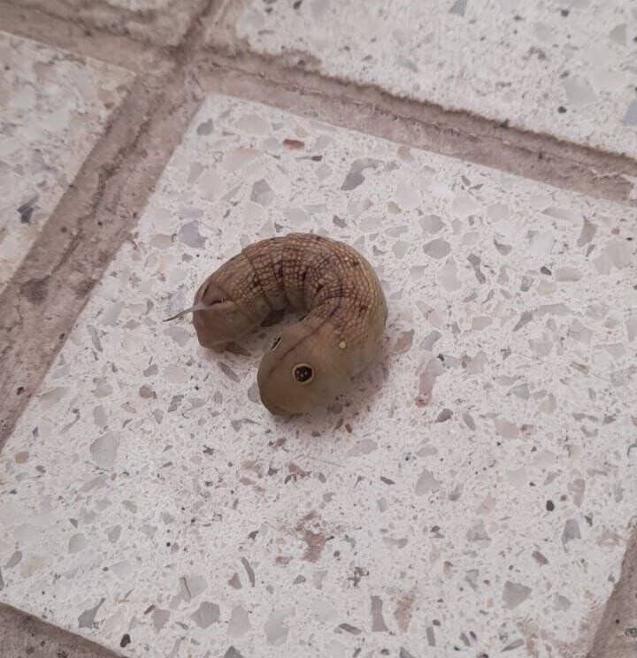 Balkonda oturan Konyalı gördüğünü araştırınca şoke oldu