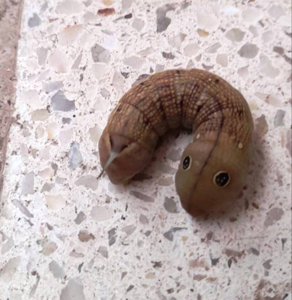 Balkonda oturan Konyalı gördüğünü araştırınca şoke oldu