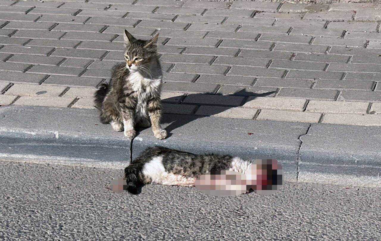 aa-20240808-35346866-35346865-sivasta-sahipsiz-kedi-yavrusu-arac-carpmasi-sonucu-telef-olan-kedinin-basindan-ayrilmadi.jpg