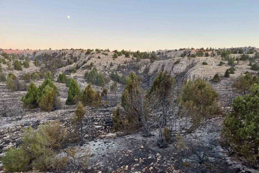 Kütahya’da orman yangını: 10 dekar alan zarar gördü