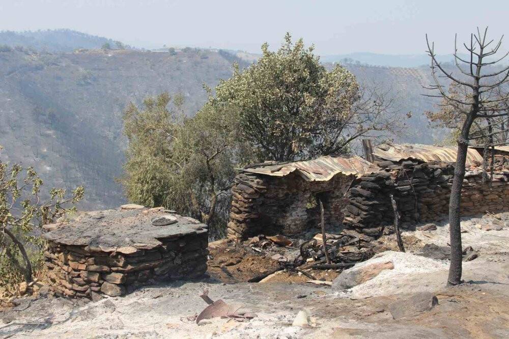 Manisa’daki orman yangınında bu tablo görenleri 'ahh' dedirtti