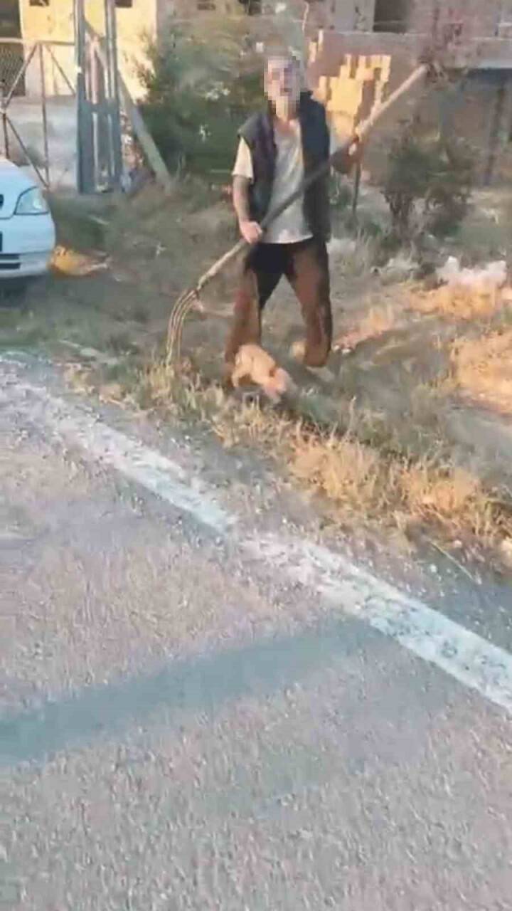 Ankara’da yavru köpeğe görülmemiş işkence