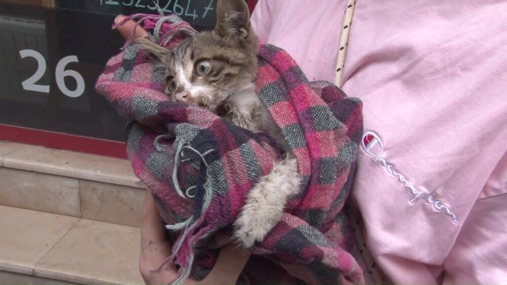 Köpek ve kedileri zehirlediler